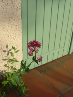 Provence