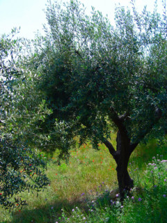 Provence