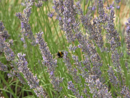 Provence, lavandes en fleurs, abeilles