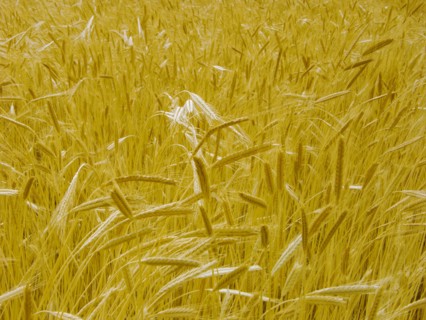 Provence, blés d'or en été