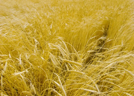 Provence, blés d'or en été