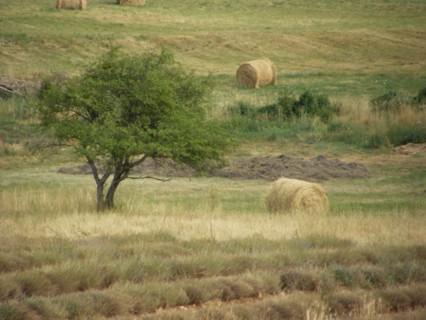 Provence, champs de lavande et meules de foin en été