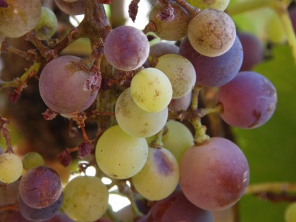 Provence, raisins de Provence