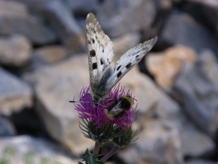 Provence306 Chardon de montagne en fleur et papillon, été en montagne (gros plan)