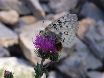 Provence307 Chardon de montagne en fleur et papillon, été en montagne (gros plan)