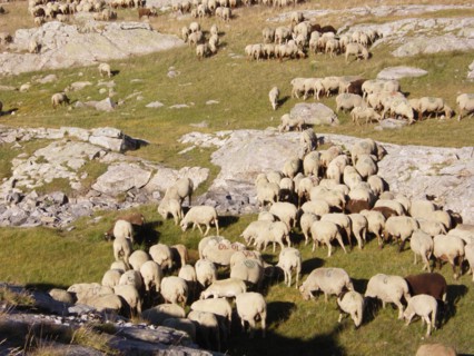 Provence313 Transhumance d'été en montagne, brebis, berger, moutons