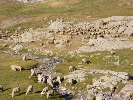 Provence314 Transhumance d'été en montagne, brebis, berger, moutons