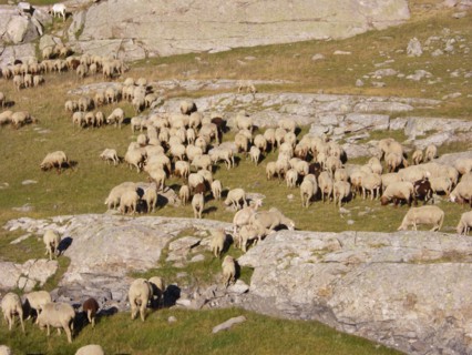 Provence315 Transhumance d'été en montagne, brebis, berger, moutons