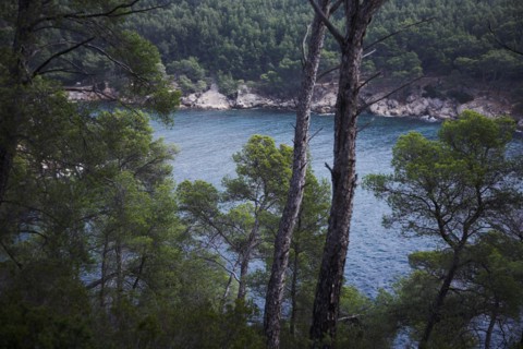 Provence325 Côte varoise, Méditerranée, pins maritimes, calanques, printemps