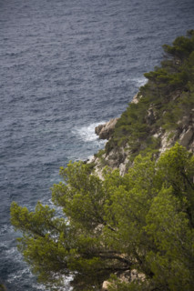 Provence361 Provence, côte méditerranéenne, calanque, crique, pin maritime, pinède, mer