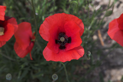 Provence433 Provence coquelicots, printemps