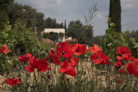 Provence434 Provence, mas provencal, coquelicots, printemps