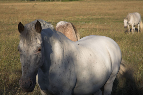 Provence464 Provence, Luberon, cheval blanc, chevaux
