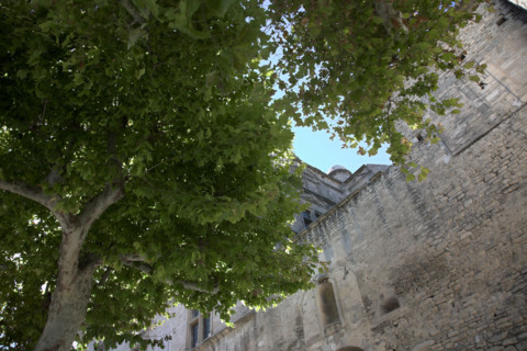 Provence484 Provence, Luberon, village de Gordes, murs du château, platanes, été