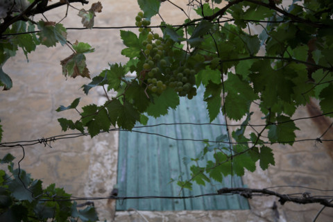 Provence555 Provence, Luberon, village, mur, fenêtre, volets verts, vigne vierge, treillage, été