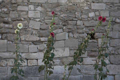 Provence556 Provence, Luberon, village, ancien mur, roses trémières