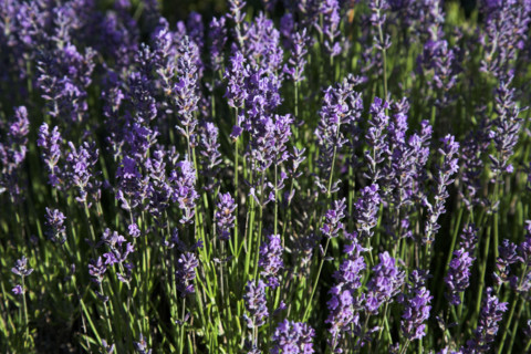 Provence612 Provence, Luberon, lavande sauvage de Provence, été
