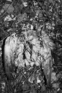 Provence629 Provence, environnement, écologie, oiseau mort, squelette d'oiseau