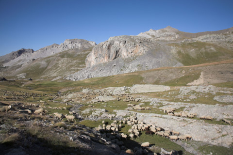 Provence666 Provence, Alpes de Haute Provence, Col de la Bonnette, troupeau de brebis et moutons,
