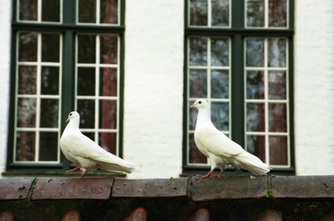 Bruges. Colombes dans le jardin intérieur du Béguinage (Begijnhof), en automne