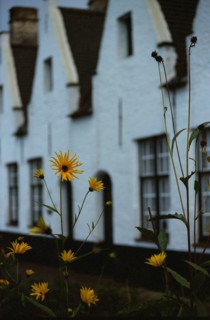 Bruges. Fleurs et jardin d'automne, à la tombée du jour, façades de maison de la ville médiévale