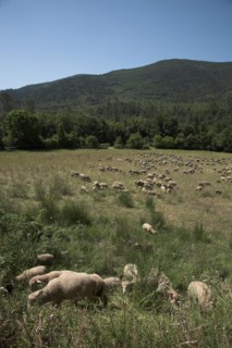Provence696 plaine en Provence, troupeau d'agneaux et de moutons