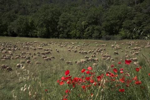 Provence696b plaine en Provence, troupeau d'agneaux et de moutons, coquelicots