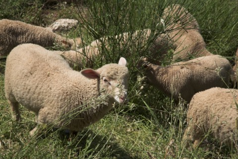 Provence700 plaine en Provence, troupeau d'agneaux et de moutons