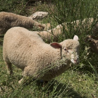 Provence701 plaine en Provence, troupeau d'agneaux et de moutons