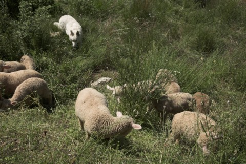 Provence702 plaine en Provence, troupeau d'agneaux et de moutons, chien de berger