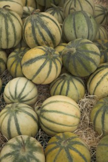 Provence741 Marché de Provence, melons