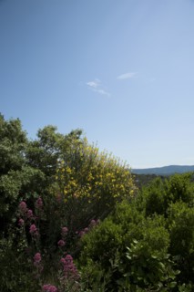 Provence675 Nature en Provence au Printemps, genêts