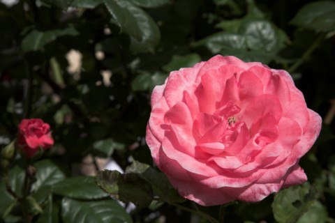 Provence676 Provence, rose ancienne