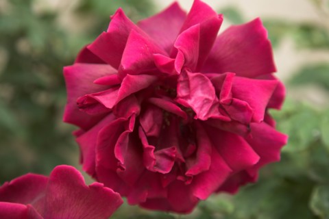 Provence685 jardin en Provence, rose ancienne rose fushia