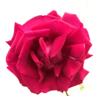 Provence687 jardin en Provence, rose ancienne rouge framboise