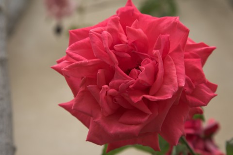 Provence688 jardin en Provence, rose ancienne rouge