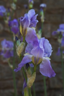 Provence857 Iris bleu et violet en Provence