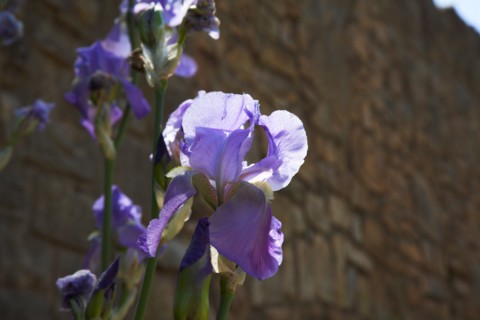 Provence858 Iris bleu et violet en Provence