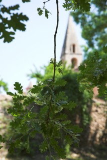 Provence801 Abbaye du Thoronet, vue de l'église et du clocher depuis le bois de chênes