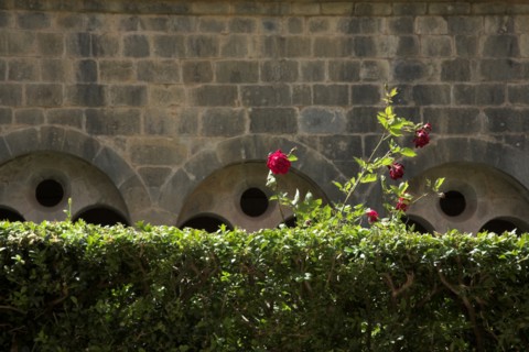 Provence805 Abbaye du Thoronet, le cloître : arcades géminées, oculus et chapiteaux, jardin de buis
