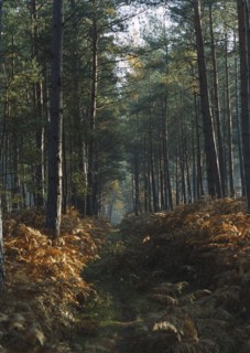 Forêt de Bord-Louvier, 2004