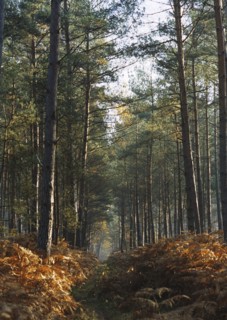 Forêt de Bord-Louvier, 2004
