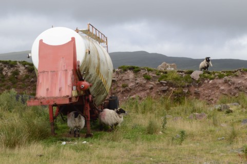 Bétail dans comté de Mayo en Irlande