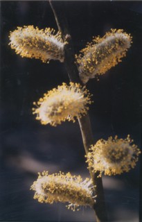 Willow catkins