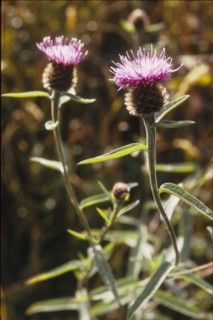 Knapweed