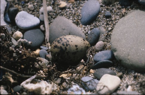 Oeufs de sterne sur une plage