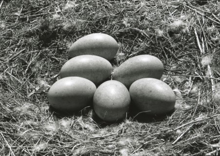 Swan eggs on nest