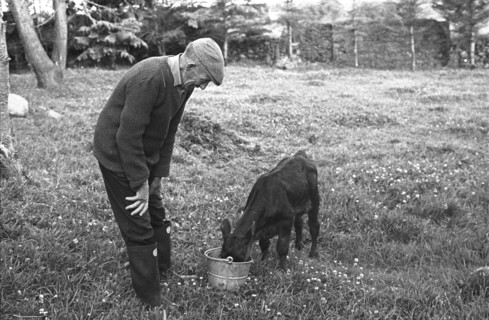 Feeding calf, Cloonlara, 1985