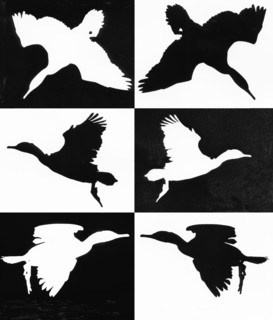 Cormorans en vol