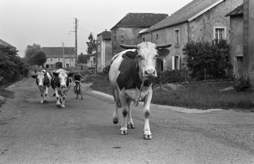 Bringing in the cattle, 1973